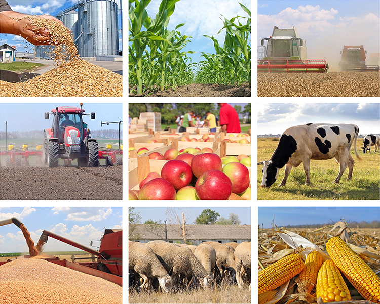 collage of different agriculture & farm images